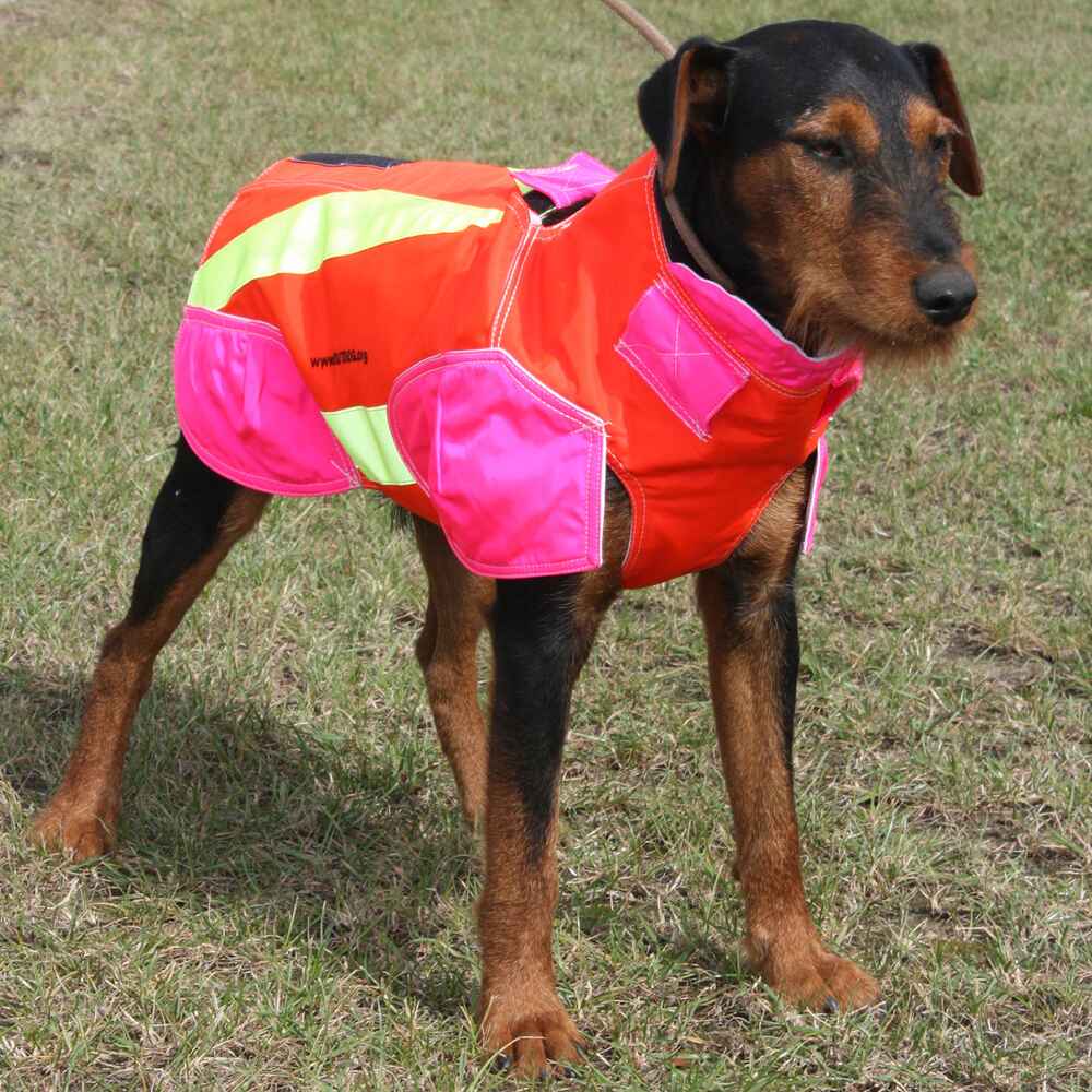 Out Dog Standard Rüde – Modellansicht von rechts