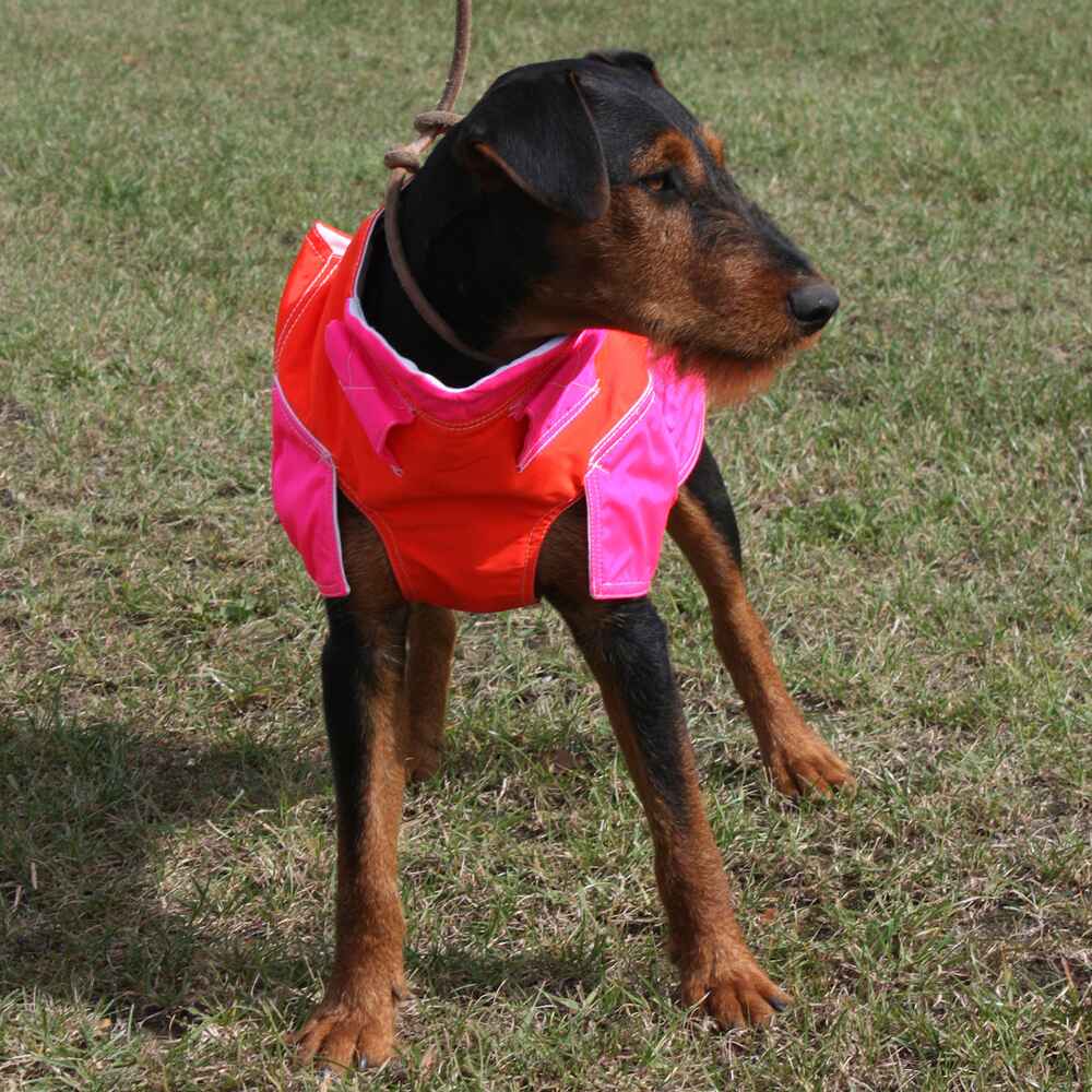Out Dog Standard Rüde – Modellansicht von vorn